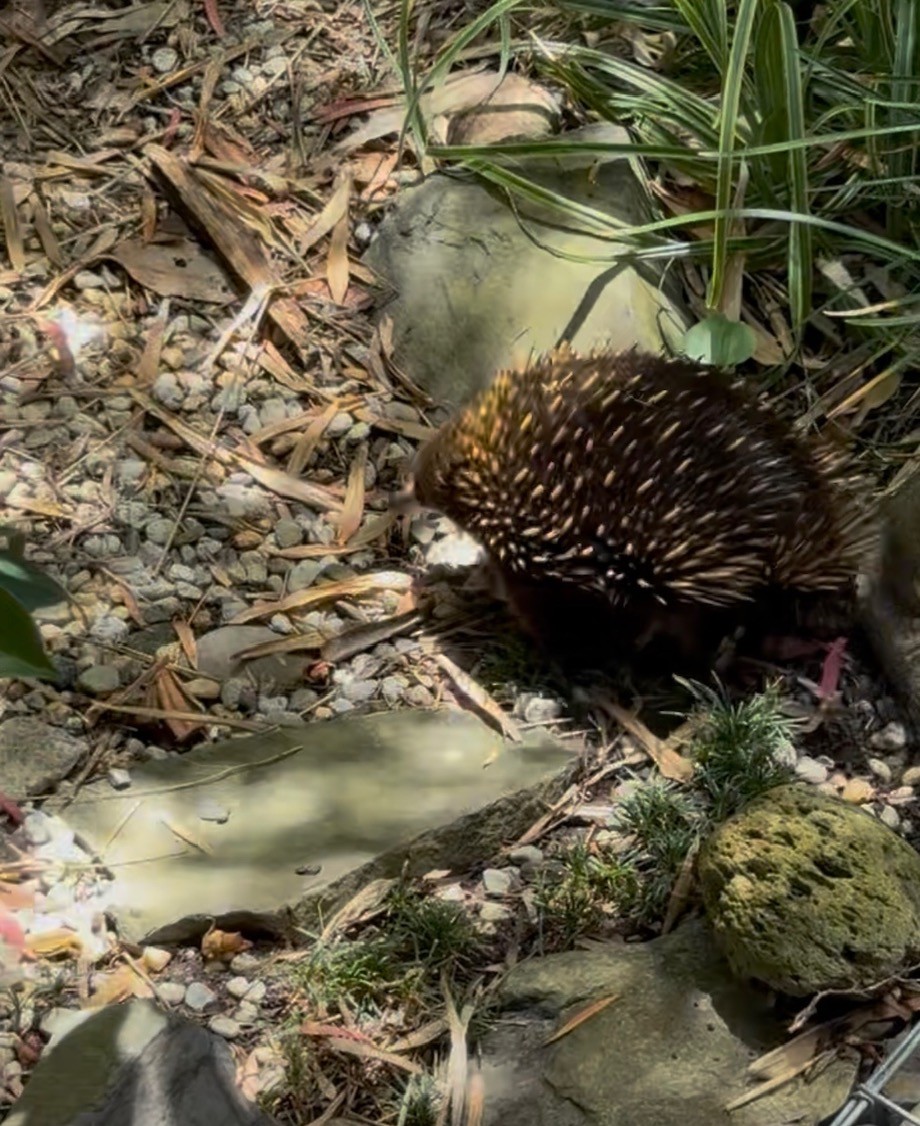 Echidna near Lohr Avenue
