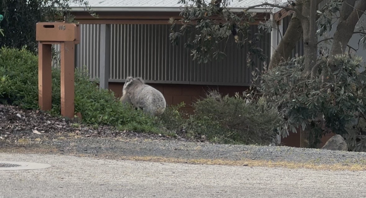 Koala on Lohr Avenue